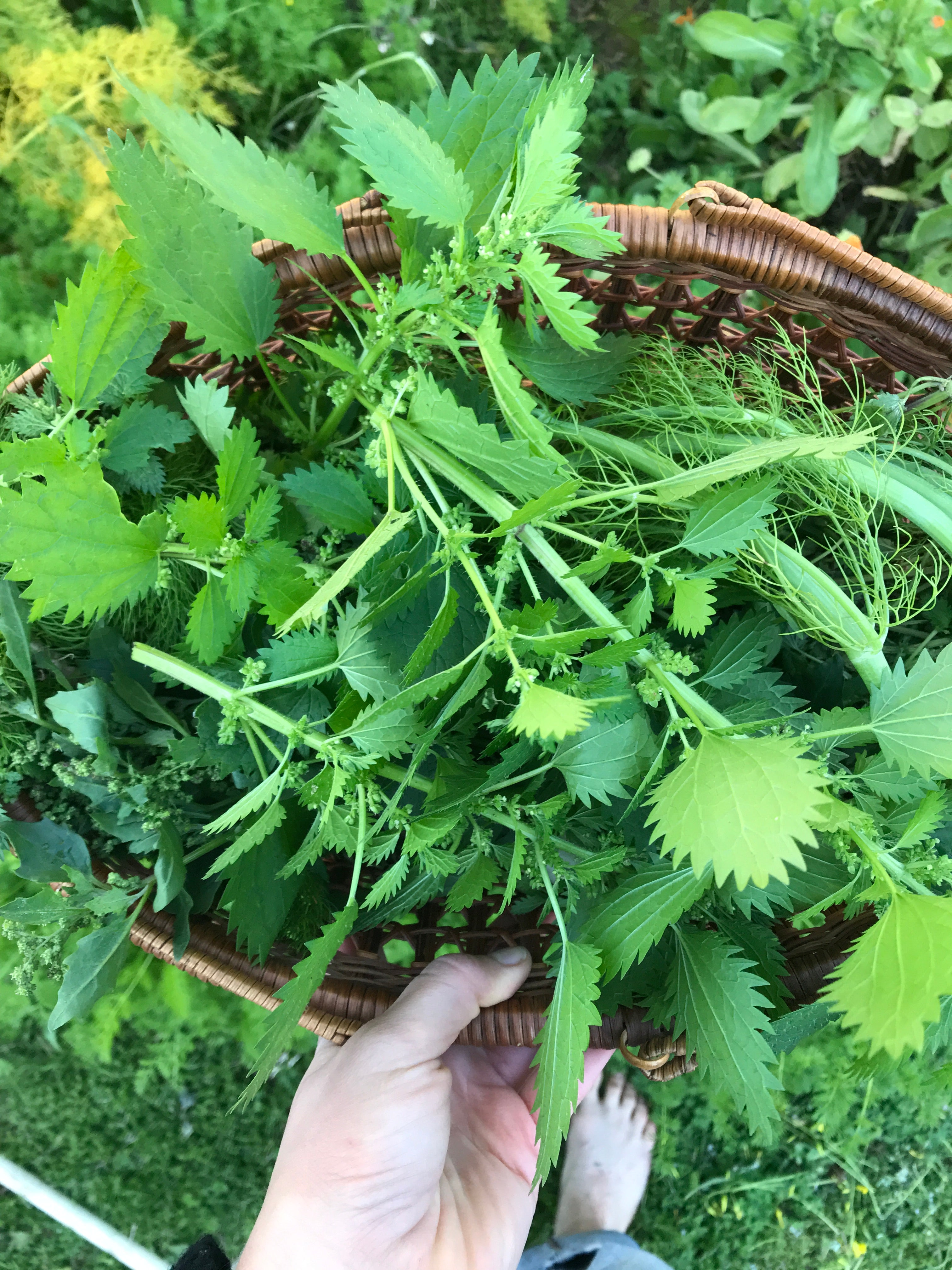 Fresh nettle plant in basket.